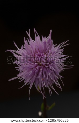 violet purple flower 