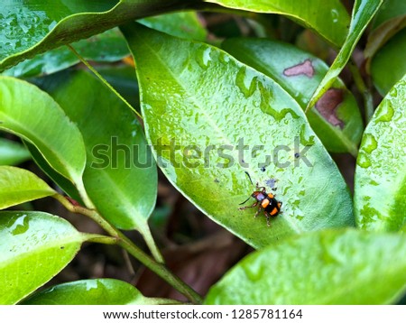 A small orange insect, bug caught on a green leaf with water drop, beautiful nature, refreshment concept.