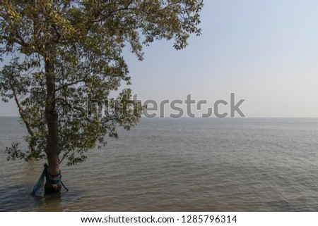 Tree and sea