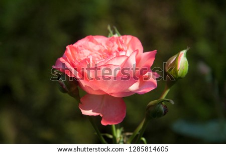 close-up of delicate  tender pink rose