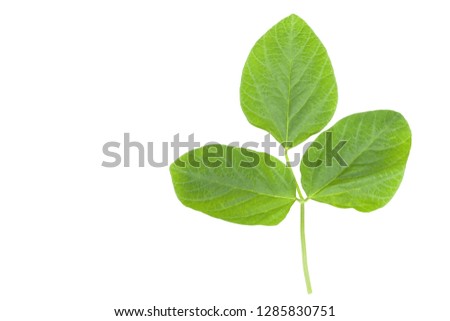 Soya bean green leaf closeup isolated on white background Royalty-Free Stock Photo #1285830751