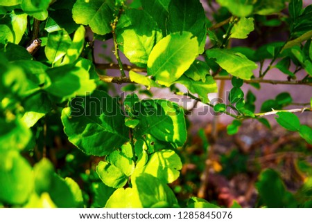 green leaves . Nature