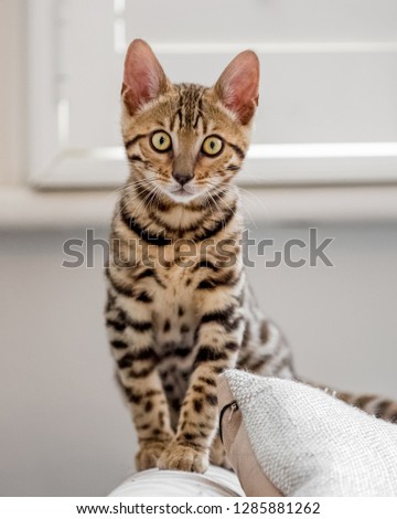 A cute Bengal kitten sitting on the arm of a sofa looking at the camera with a beige cushion obscuring its legs and tail