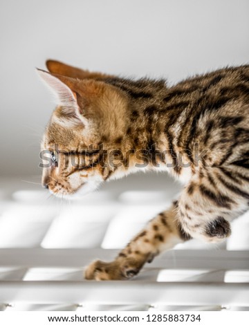 A cute Bengal kitten walking over a lit floor with beautiful eyes staring ahead. from the side.