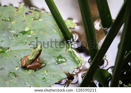A tiny frog sits on a lily pad in a Cambodian pond