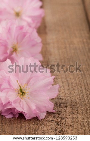 Spring Cherry Blossoms on Rustic Wood with Background Copyspace for a Card or Announcement or Invitation