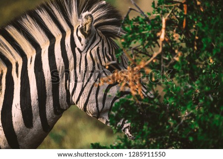 Portrait of zebra in bushes of South African national park