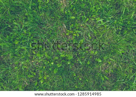 Summer green lawn, grass as background