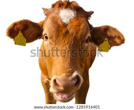 Funny Cow picture with copy space