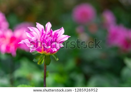Beautiful pink dahlia flower are blooming in the garden. Space for text