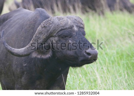 cape buffalo - portrait