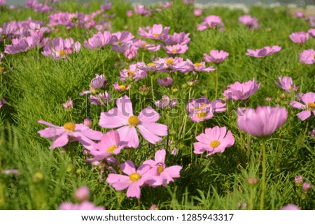 cosmos flower blooming in the field, vintage tone