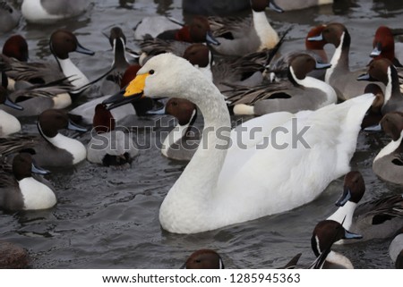 Swans in a japanese lake