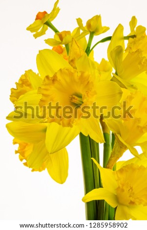 Beautiful vibrant Spring daffodils, isolated on white background, backlit to enhance the fine detail in the flower petals.