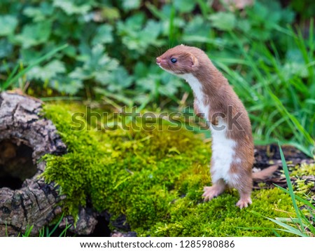 Weasel or Least weasel (mustela nivalis) Royalty-Free Stock Photo #1285980886