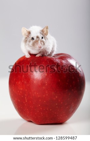 little funny mouse on big red apple