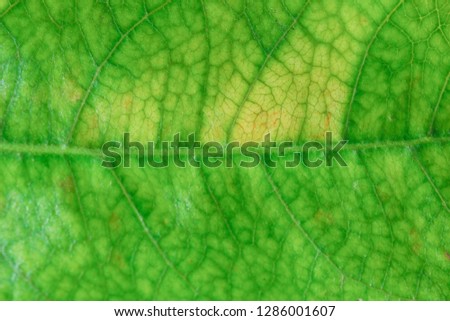 Close up green vein leaf background texture. Royalty high-quality free stock photo image of detail fresh green leaf veins. Macro green vein leaf background for design with copy space text, wallpaper