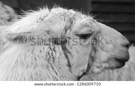 El Chalten Argentina, the llama (Lama glama) is a South American camelid, widely used as a meat and pack animal by Andean cultures since pre-Hispanic times.