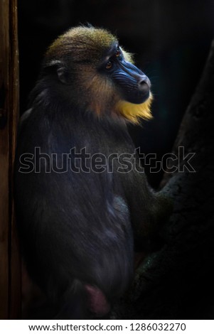A beautiful madril baboon with bright yellow hair and blue nose on a dark background. the animal is similar to the Rafiki of the lion king.