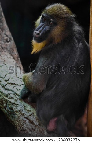 A beautiful madril baboon with bright yellow hair and blue nose on a dark background. the animal is similar to the Rafiki of the lion king.