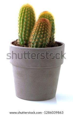 Three cactus plants in a grey pot against a white background