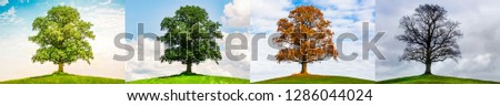 Oak in four Seasons Royalty-Free Stock Photo #1286044024