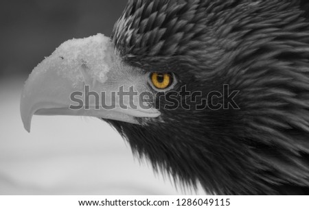 Portrait of a white-shouldered eagle with a snow-covered beak and bright yellow eyes in black and white format close-up 