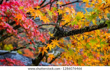 Colorful maple leaf in autumn
