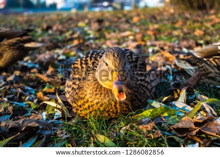 Duck in the park