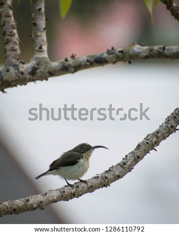 Bird on tree branch