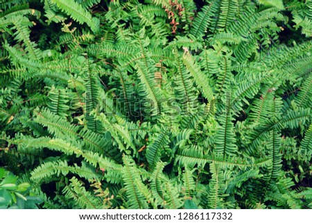 green leaf pattern background texture