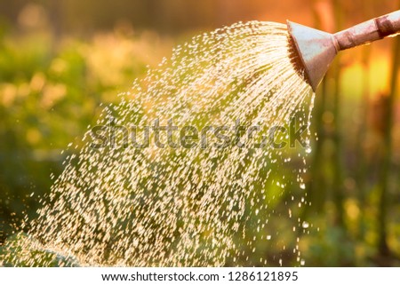 Watering can on the garden,Watering the garden at sunset,Vegetable watering can Royalty-Free Stock Photo #1286121895