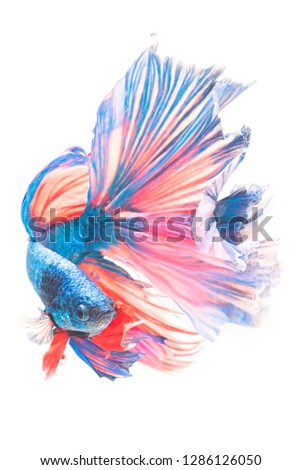 Beautiful colored betta with a beautiful tail as a fighter in the water.