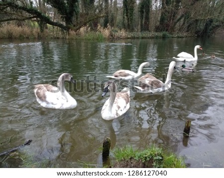 Swan family with adult birds and Cygnet and flapper group of five swimming in water with grass bank to front and reflection of trees and leaves in Norfolk Broad nature reserve in Winter East Anglia