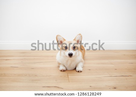 Wonderful well-groomed and young red dog Pembroke Welsh Corgi lies on a wooden floor against a white wall and looks carefully at the camera.