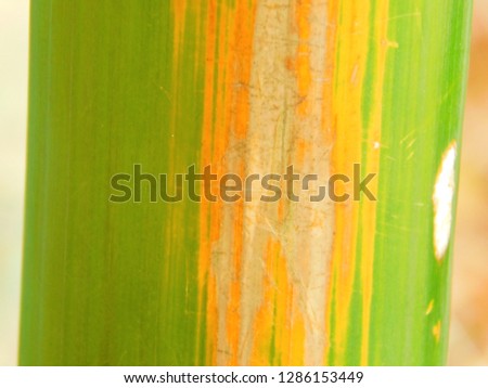 Color of bamboo shell Yellow mixed green