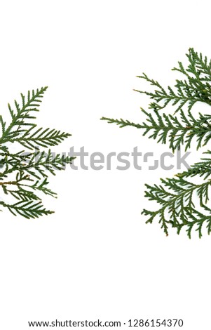 Plant branches on a white background. Thuja, branches in the background.