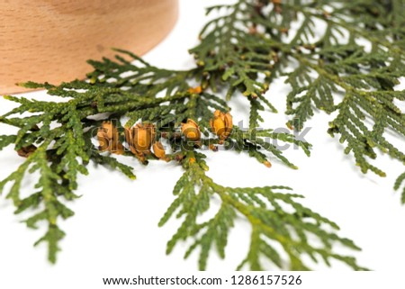 Plant branches and wooden round box on white background. Thuja, branches in the background.
