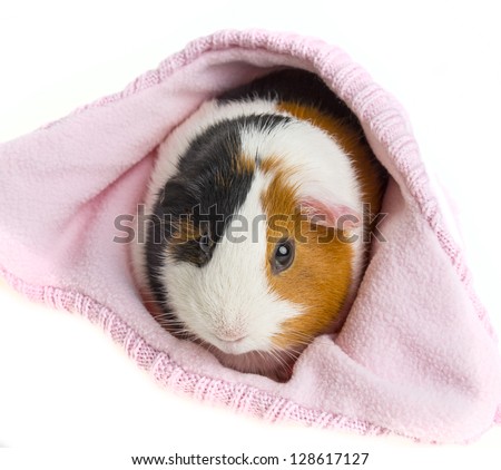 guinea pig in a pink cap