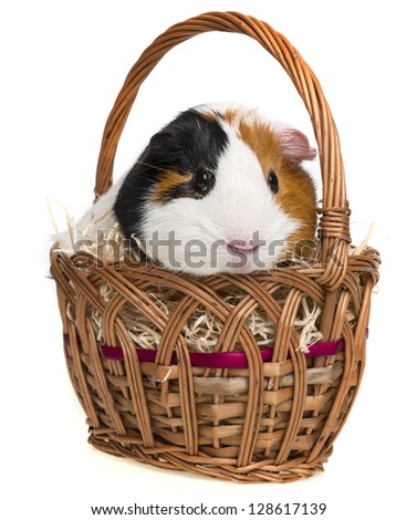 guinea pig in a little basket isolated