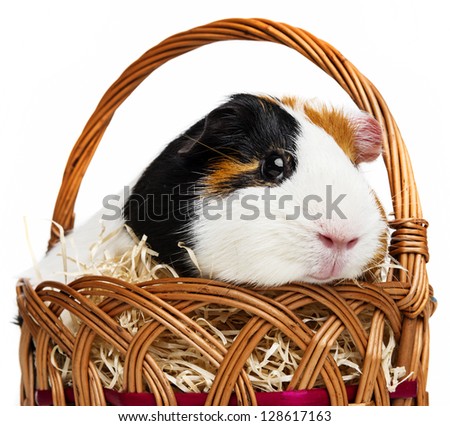guinea pig in a little basket