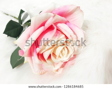 Pink  fake rose for  on fluffy white wool in morning light.