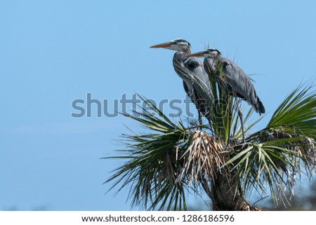 Great Blue Herons in the Top of a Palm Tree