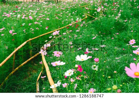 A beautiful nature path through a cosmos flowers field with two rows of bamboo inside garden. Concept of Beautiful flower garden and garden design .