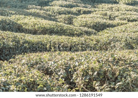 The relief landscape of the tea plantation. Near Darjeeling, India. Green tea is a drink that has gained wide popularity and throughout the world.