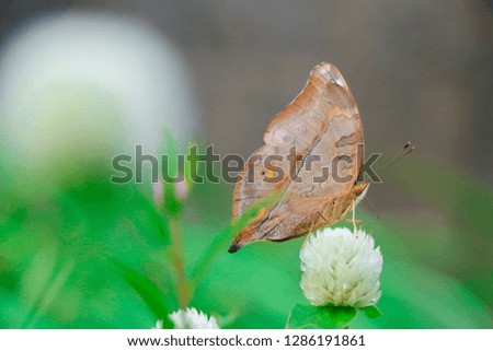 macro of brown butterfly hanging on green leaf with soft focus and blur background 