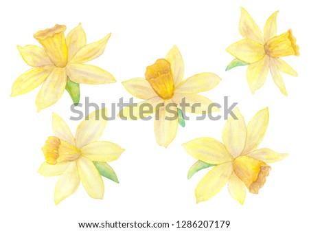 Daffodils or narcissus. Yellow flowers. Watercolor hand drawn illustration. Isolated on white background.