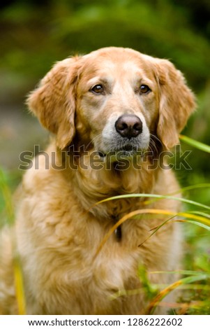 Portrait of a dog in a garden looking inquisitive.