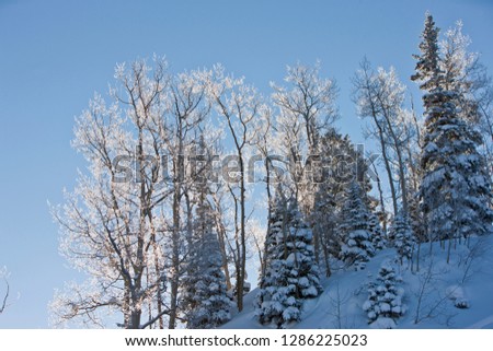 Bare trees covered in snow.