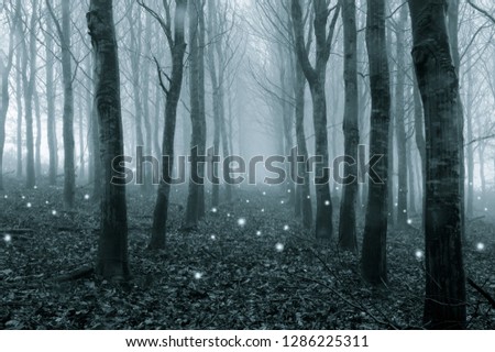 Glowing ghostly lights floating in a foggy, winter forest. With a cold blue edit.